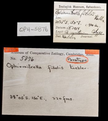 Media type: image;   Invertebrate Zoology OPH-5876 Aspect: labels